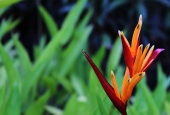 IIP Online Student Photography